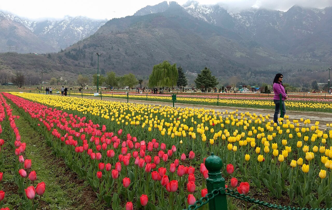 Tulip Garden Tour in Kashmir